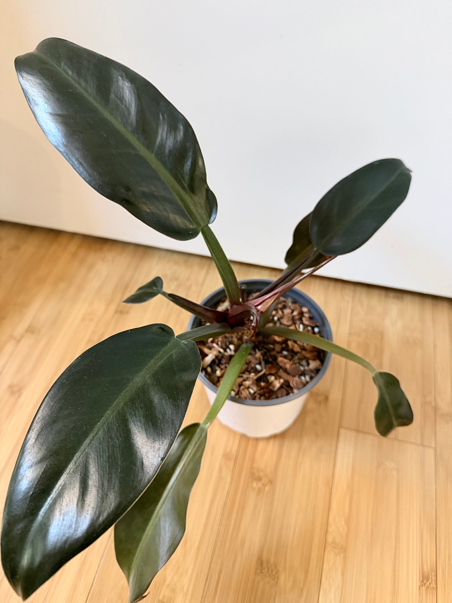 “Imperial Red” Philodendron