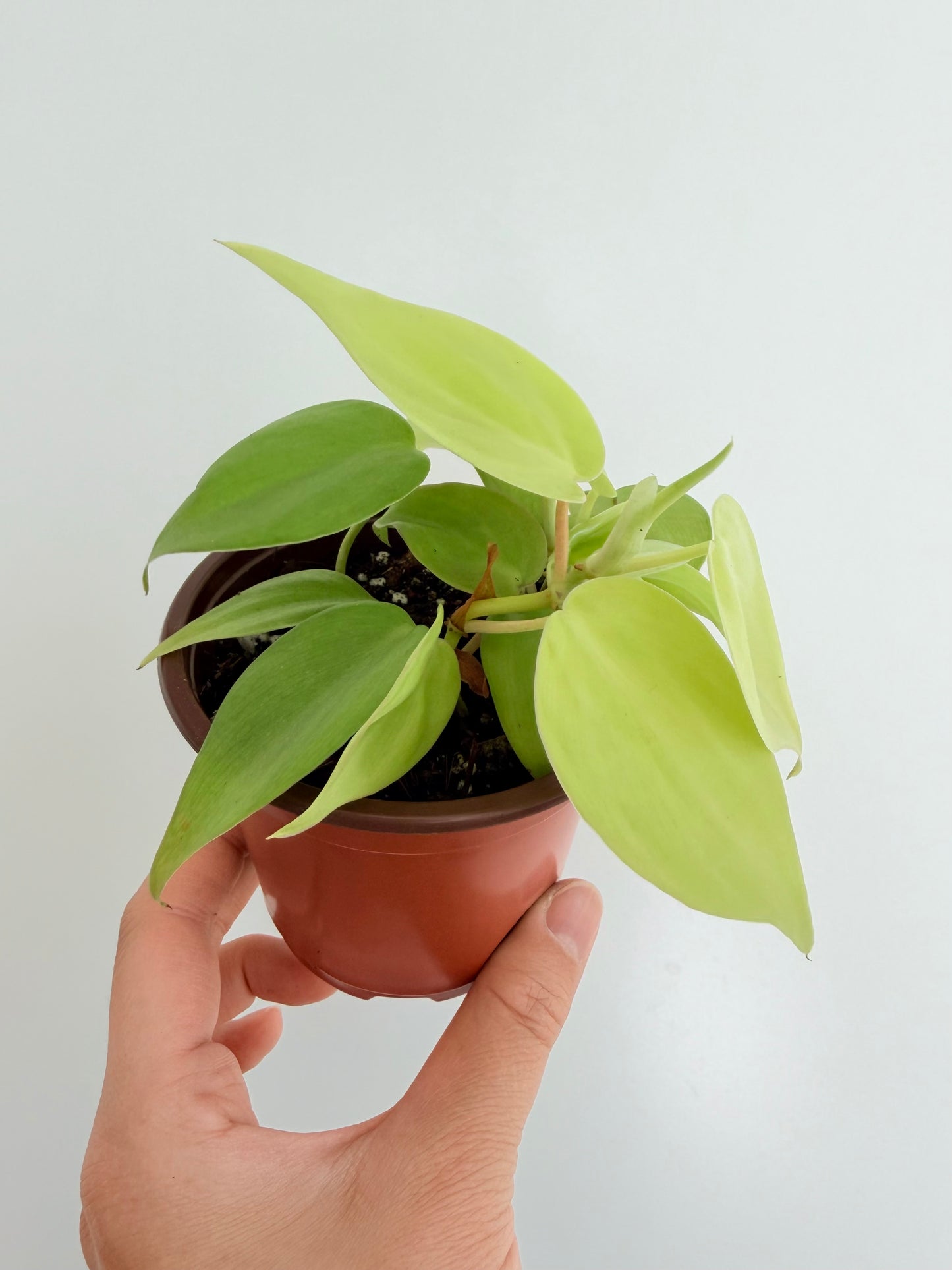 3.5” Lemon Lime Philodendron hederaceum (Heart-Leaf Philodendron)