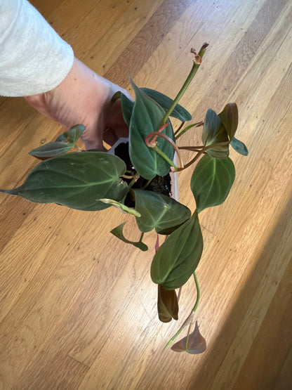 Philodendron Micans