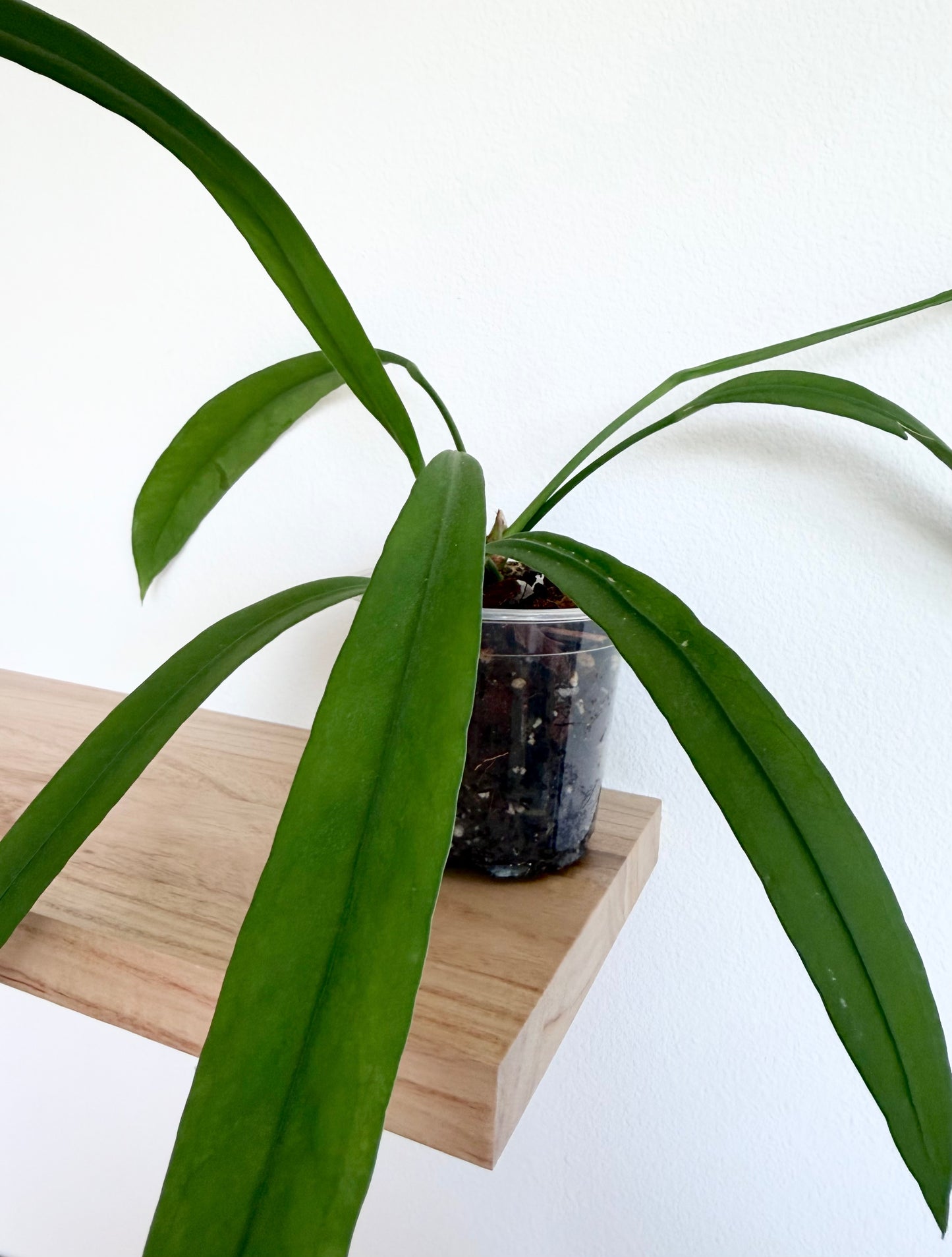 Anthurium vittarifolium - 4”