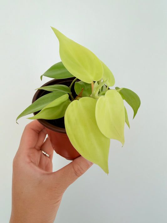 3.5” Lemon Lime Philodendron hederaceum (Heart-Leaf Philodendron)