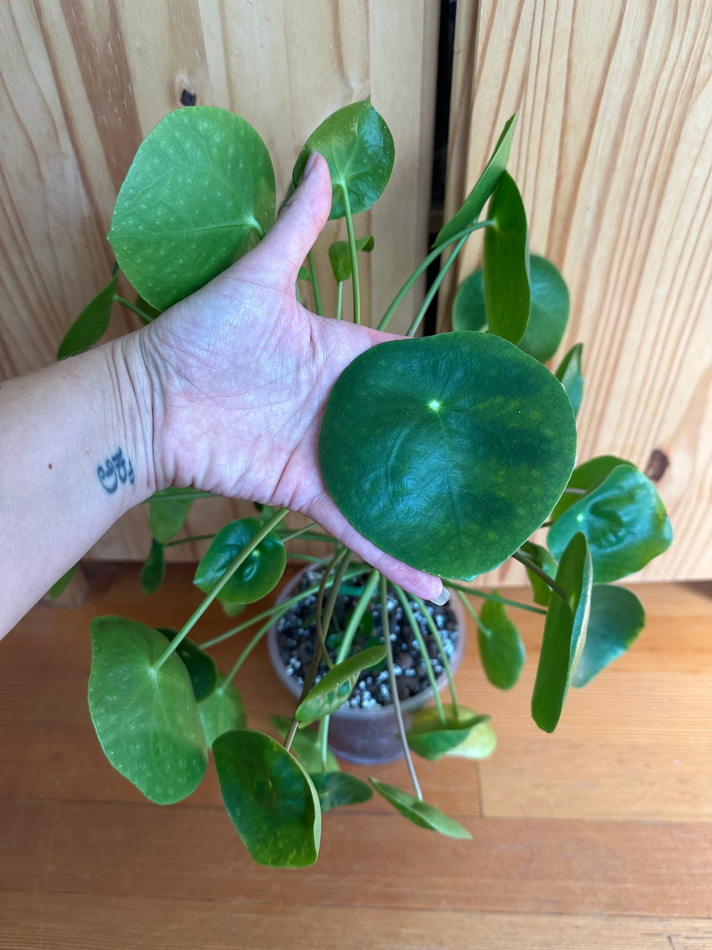 Pilea Peperomioides "Friendship plant"