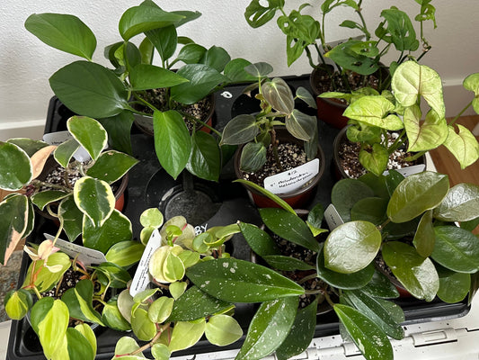 Assorted Plants