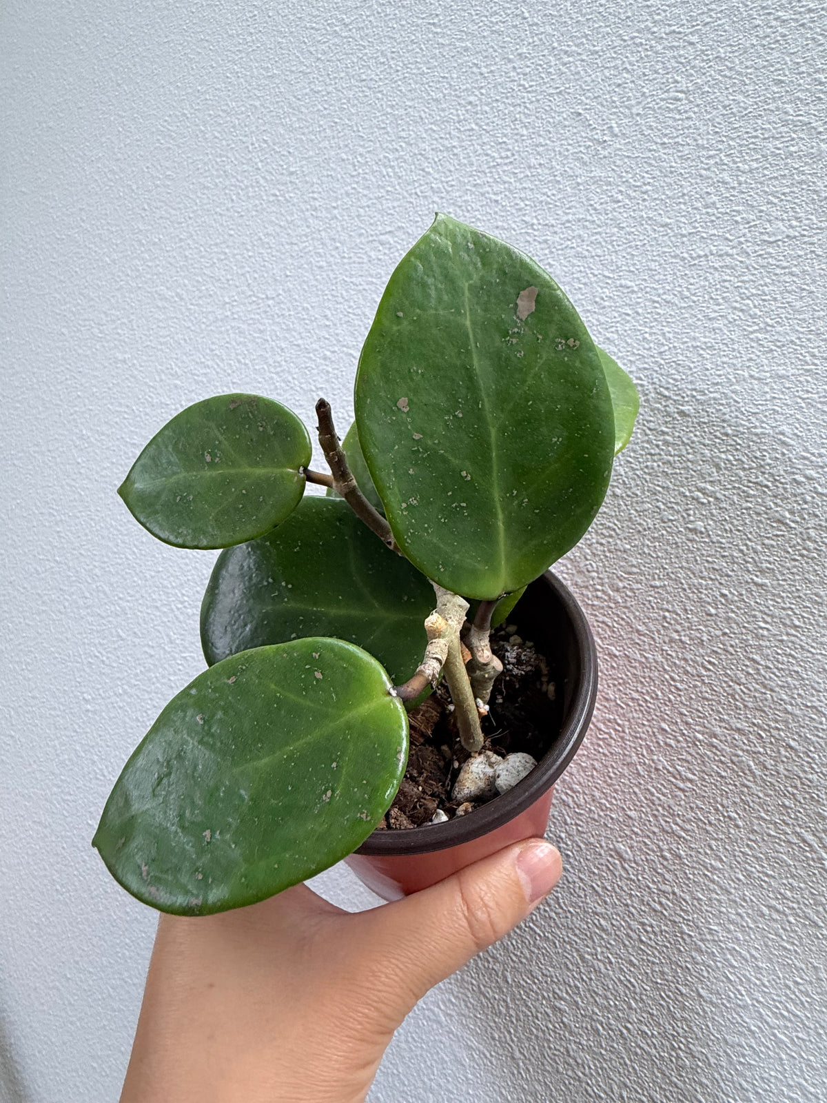 4” Hoya cv. Sweet Scent
