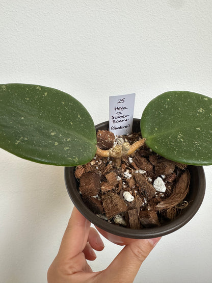 Hoya cv. Sweet Scent