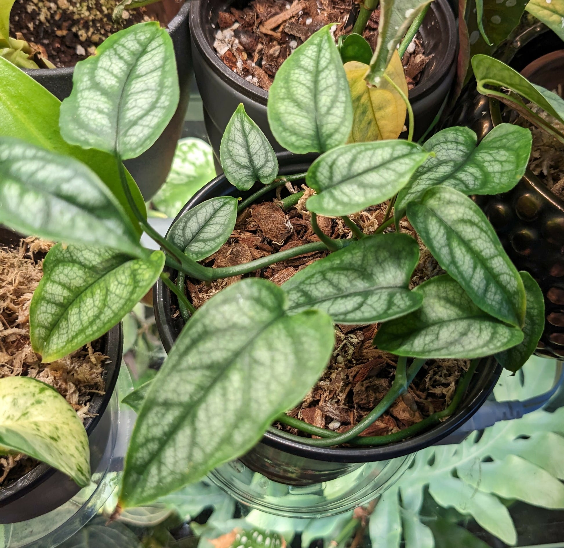 monstera siltepecana for sale Monstera Siltepecana aka Silver Monstera – plantbaby