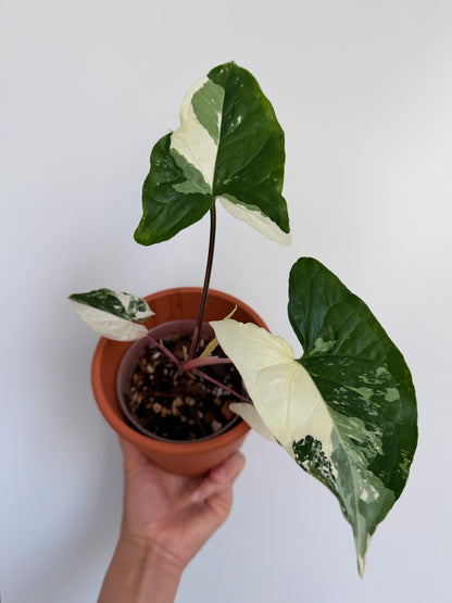 4" Albo Variegated Syngonium podophyllum