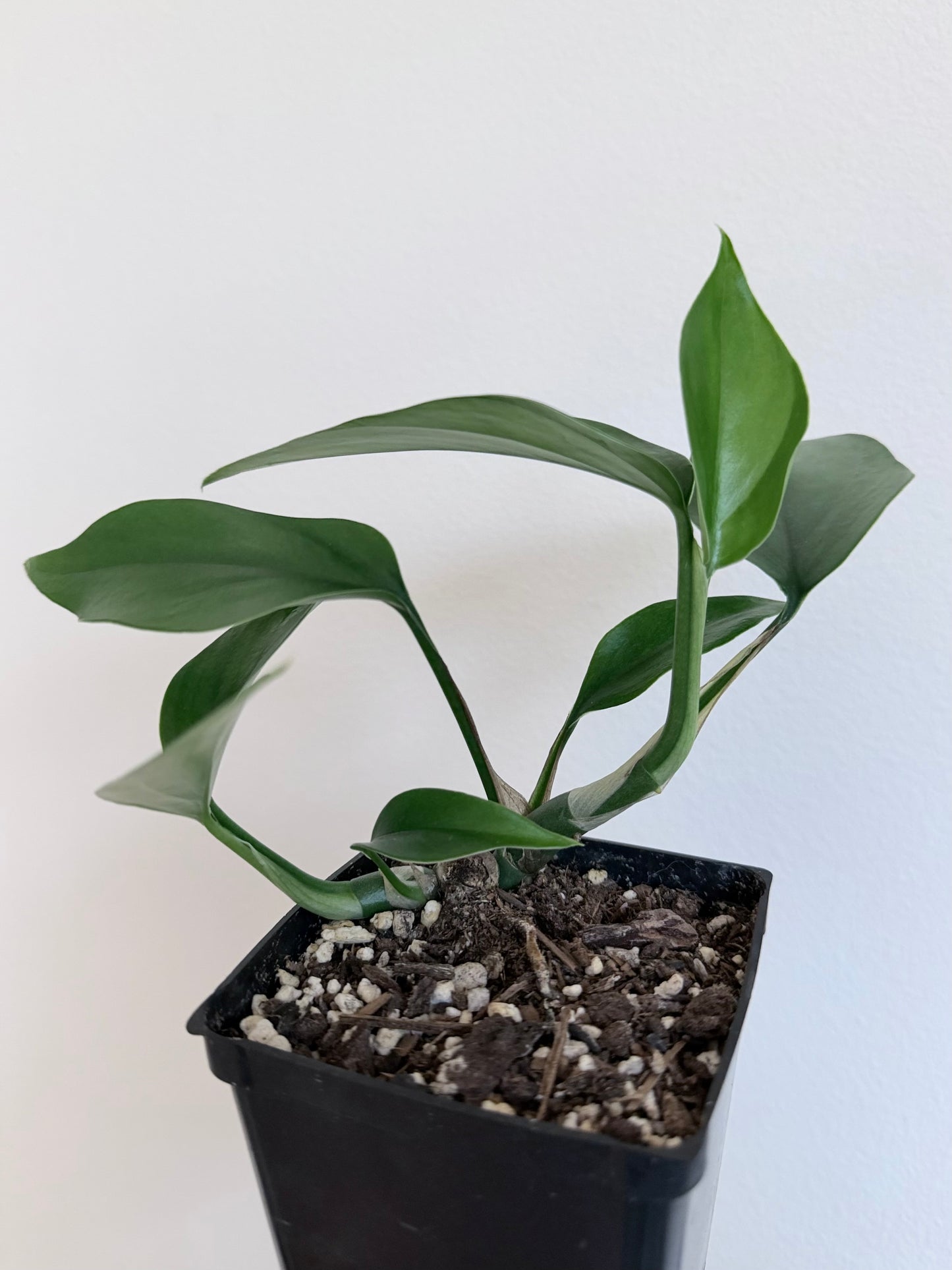 Rhaphidophora pertusa - 4" pot
