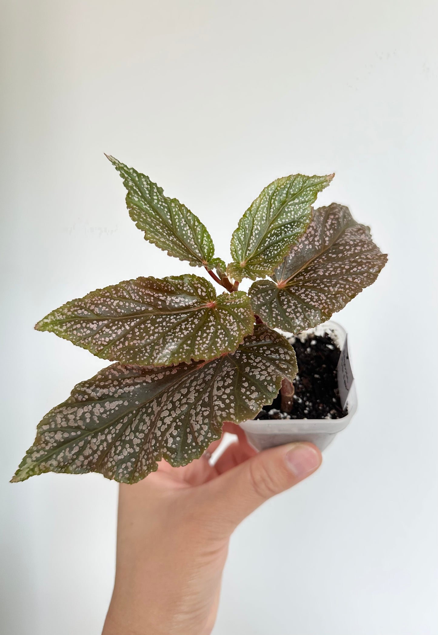 Begonia 'Pink Spot'