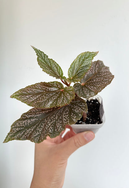 Begonia 'Pink Spot'