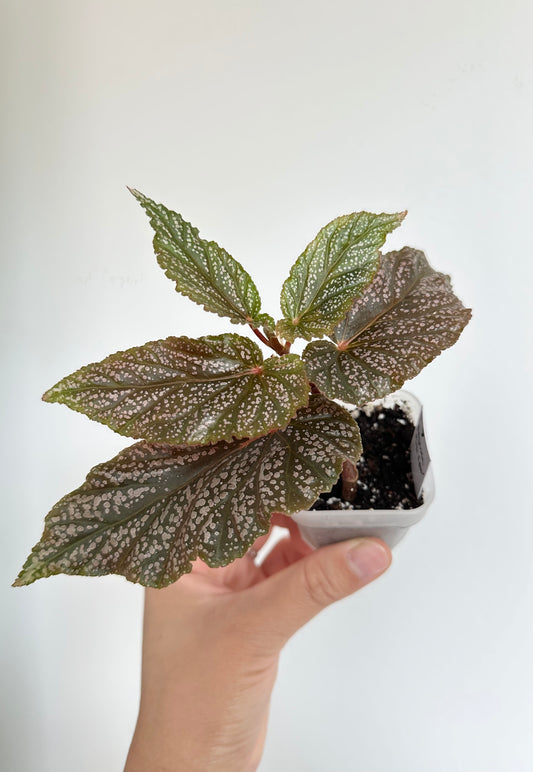 Begonia 'Pink Spot'