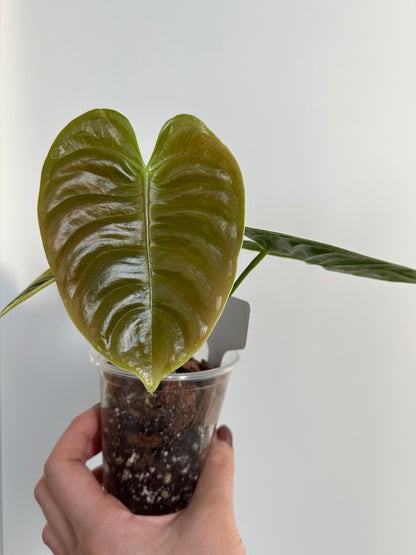 Anthurium veitchii (King Anthurium) - 4”