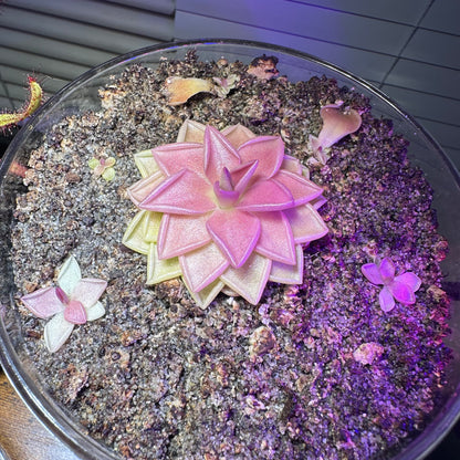 Pinguicula Estrellita Babies butterwort; carnivorous plants