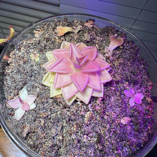 Pinguicula Estrellita Babies butterwort; carnivorous plants
