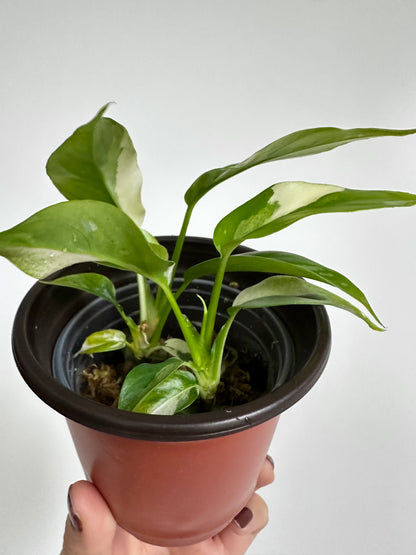 Rhaphidophora tetrasperma albo - 4" pot