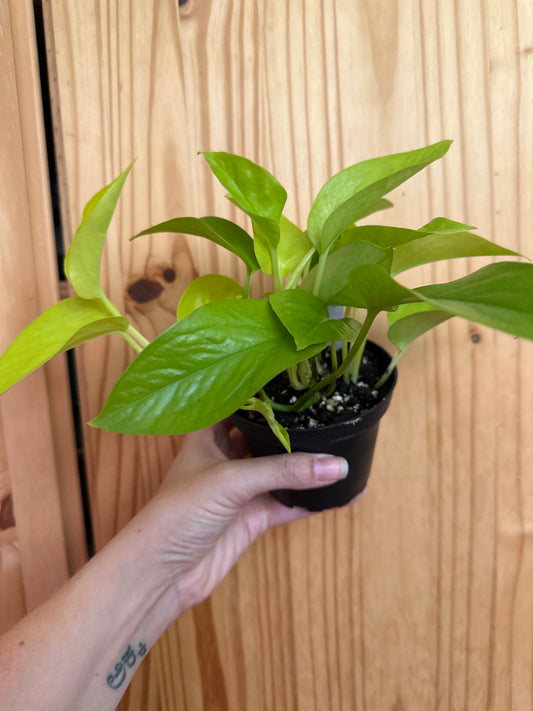 Epipremnum aureum 'neon pothos’