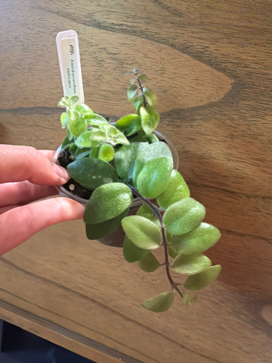 Aeschynanthus radicans ‘Lipstick’