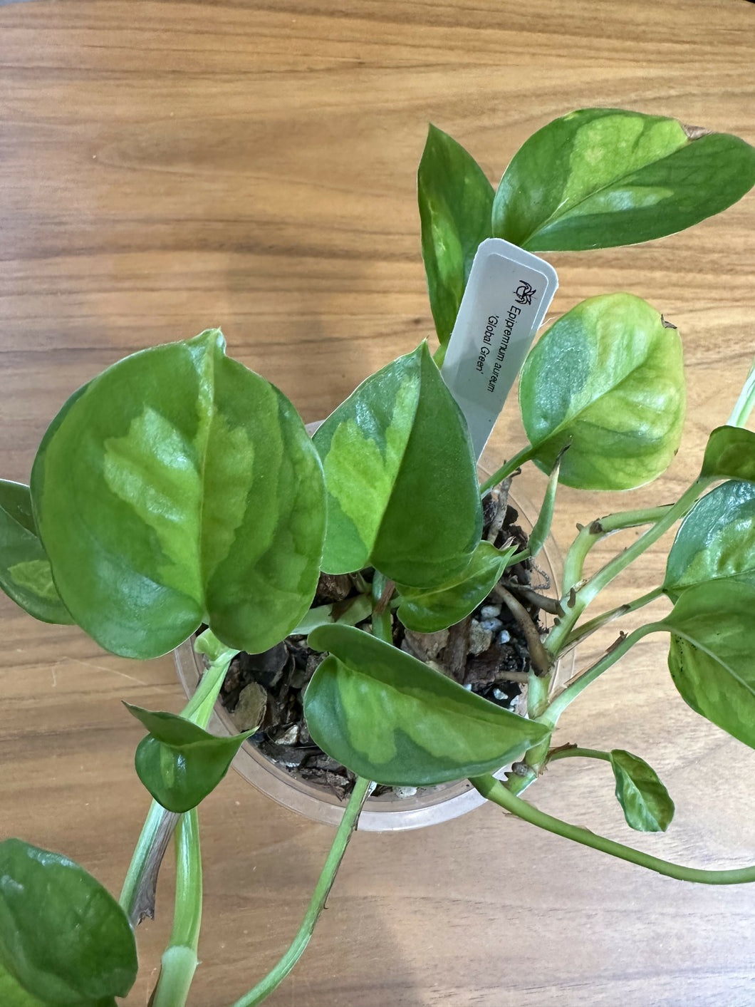 Epipremnum aureum 'Global Green' pothos in 4 inch pot