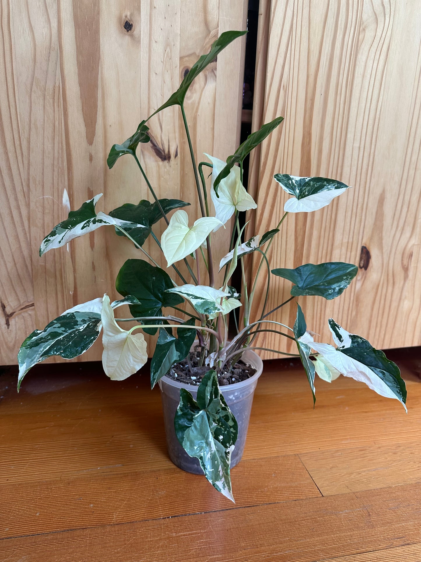 Syngonium podophyllum albo-variegatum