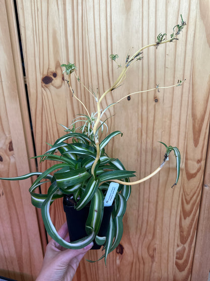 chlorophytum comosum variegatum “spider plant”