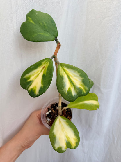 6” Hoya Kerii - Inner Variegated