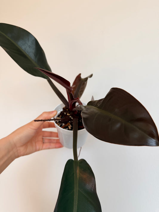 Philodendron Imperial Red
