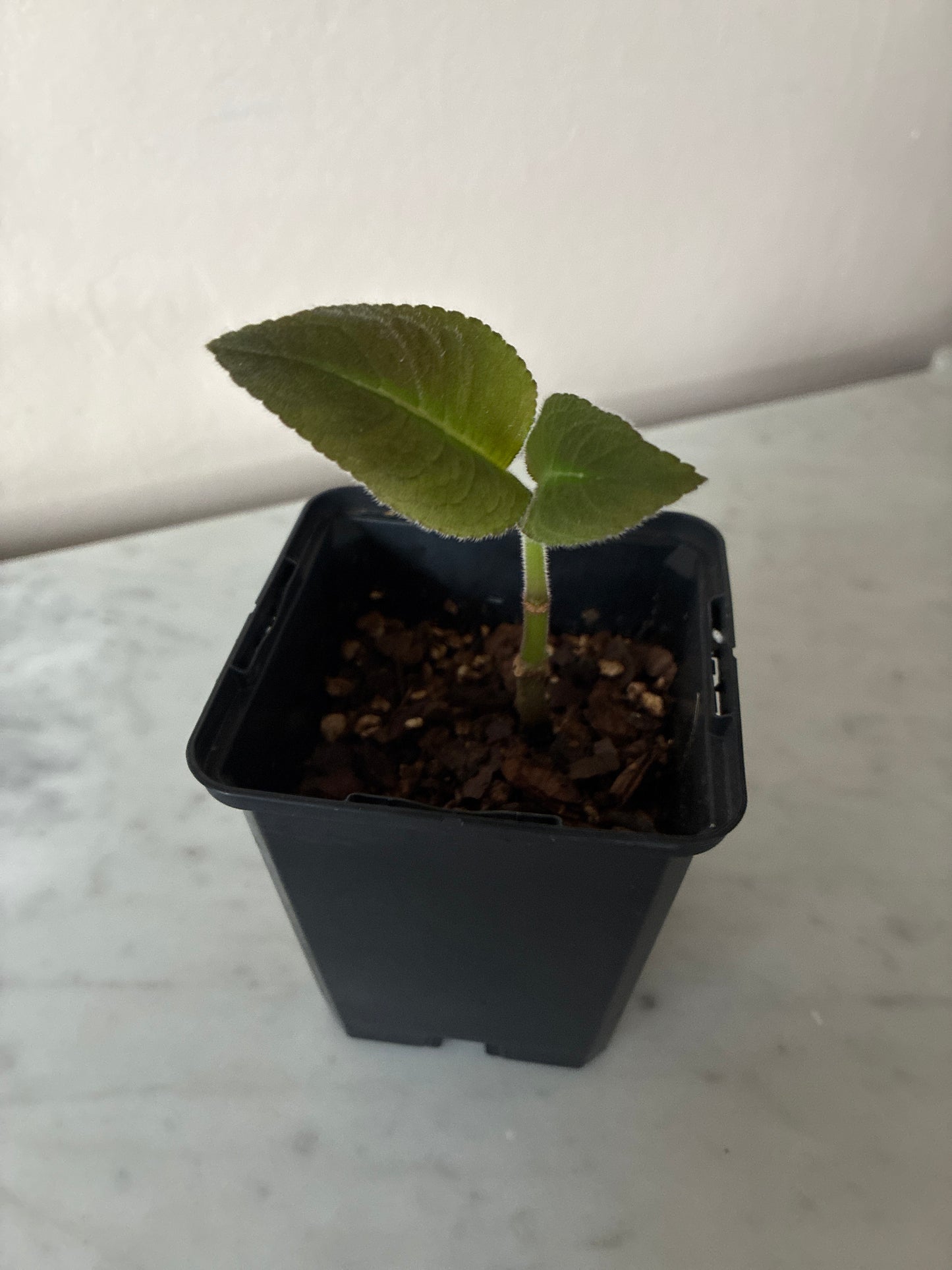 Corytoplectus Cutucuensis