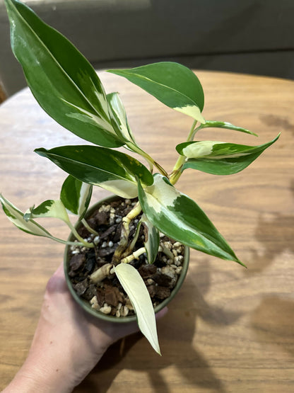 Pothos Epipremnum aureum 'Mutant Manjula'