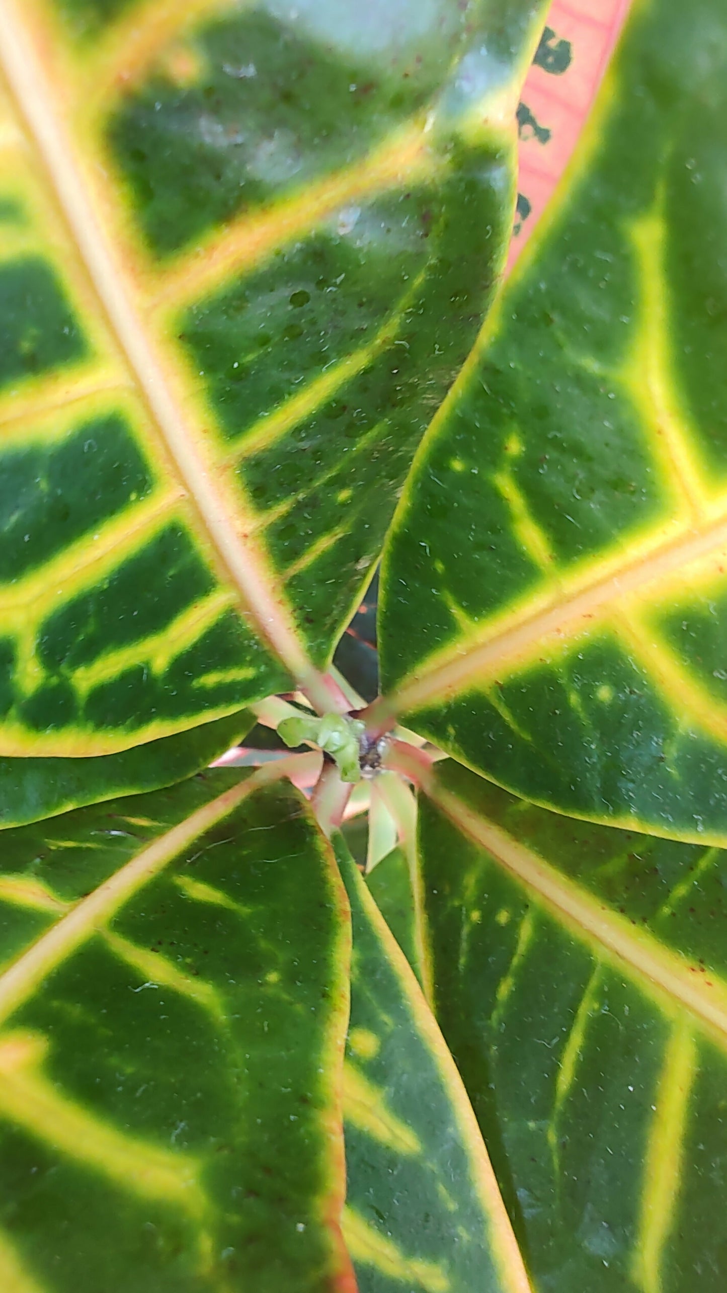 Codiaeum Variegation 'Croton Petra' 8"