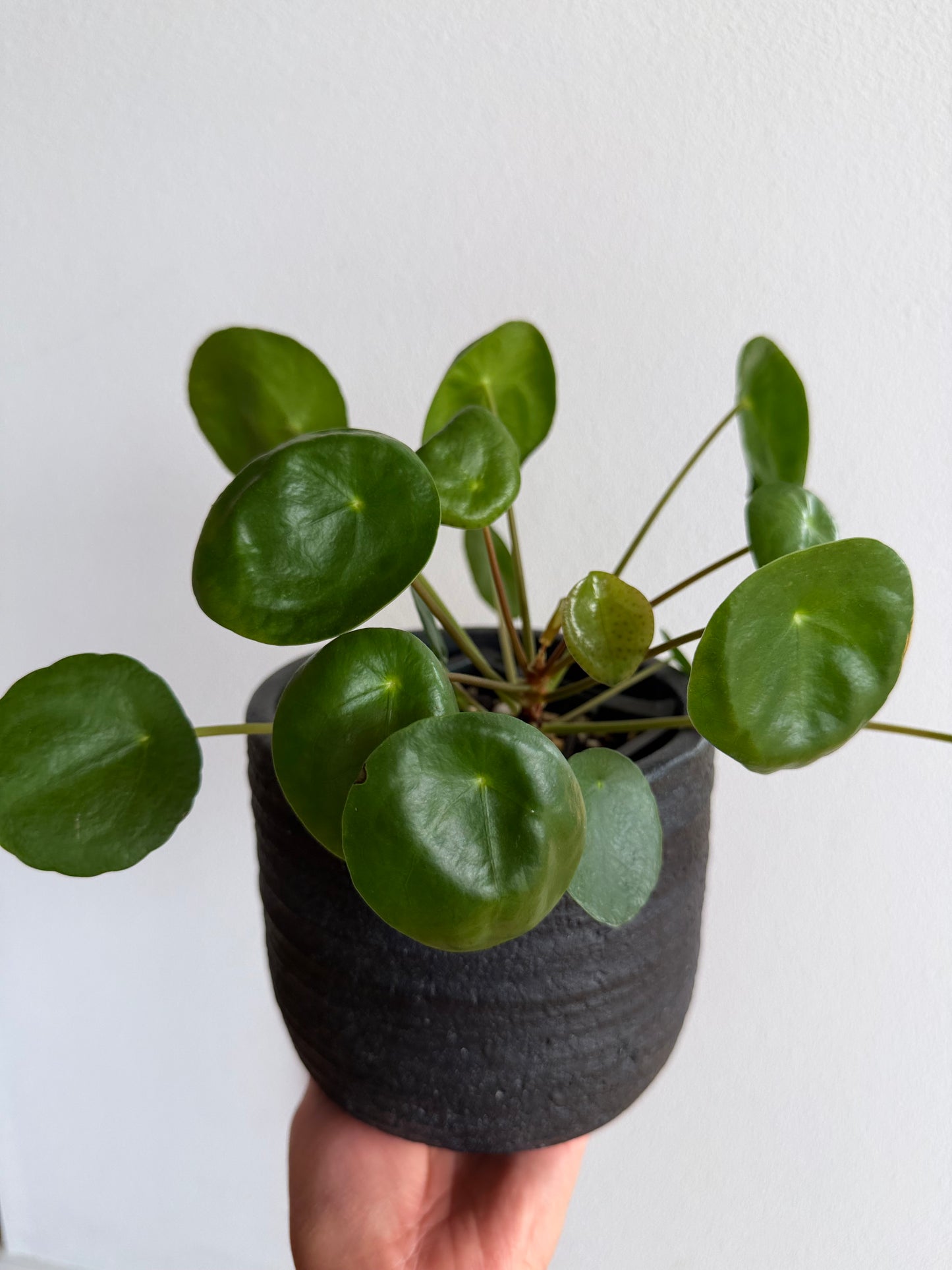 Pilea Peperomioides (Chinese Money Plant)
