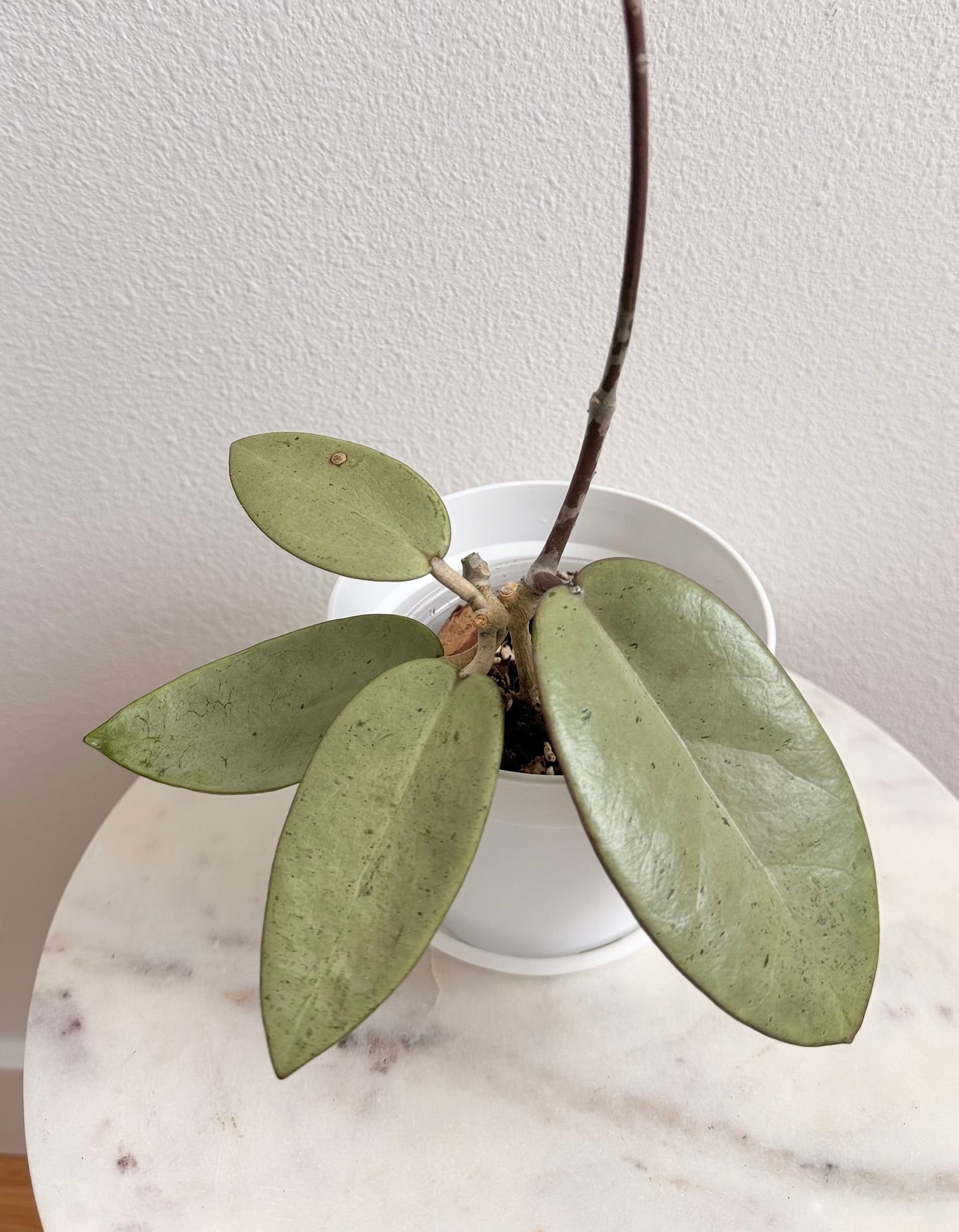 Hoya ‘Silver Dollar’