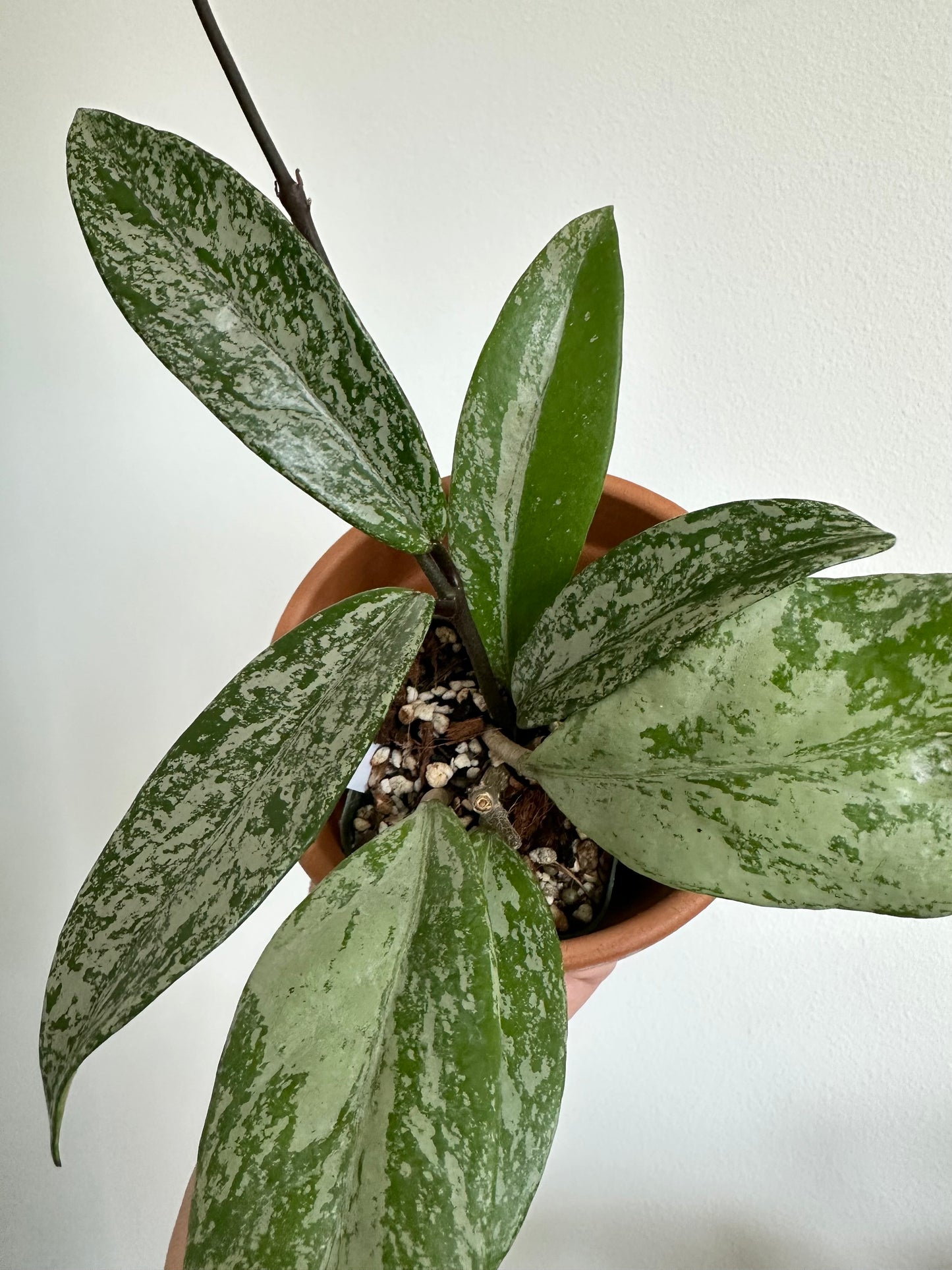 Hoya Pubicalyx Pink Silver Ghost Splash
