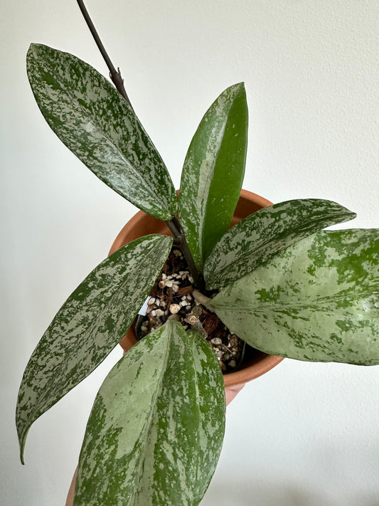 Hoya Pubicalyx Pink Silver Ghost Splash