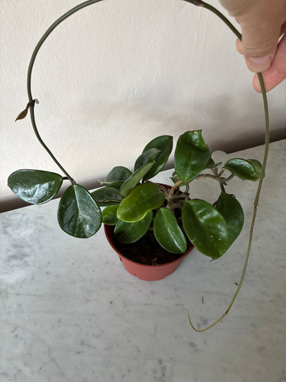 Hoya Carnosa Splash