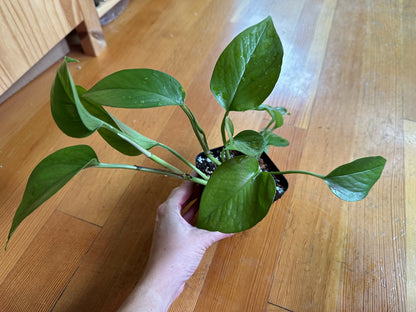 Epipremnum aureum 'Jade’ pothos