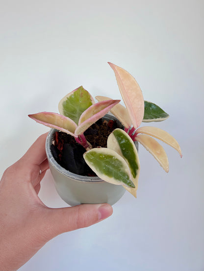 3" Hoya Carnosa 'Krimson Queen'
