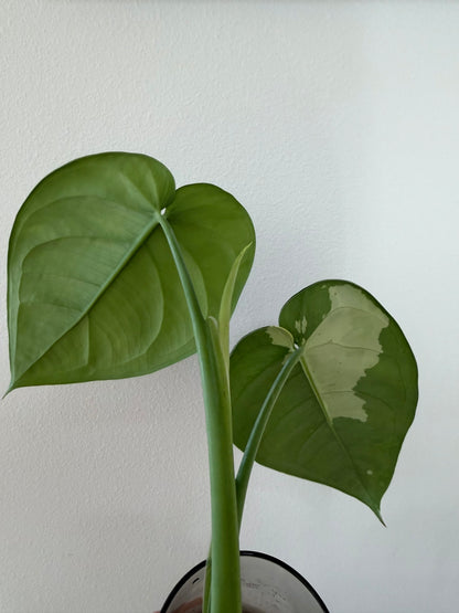 Syngonium Chiapense Albo Variegated