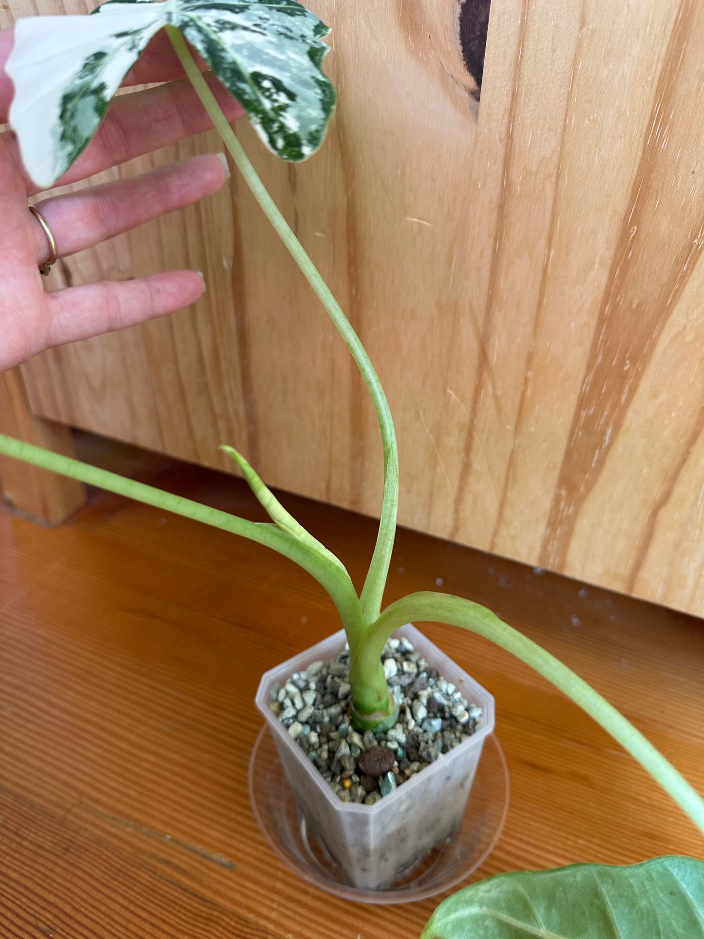 alocasia frydek variegated