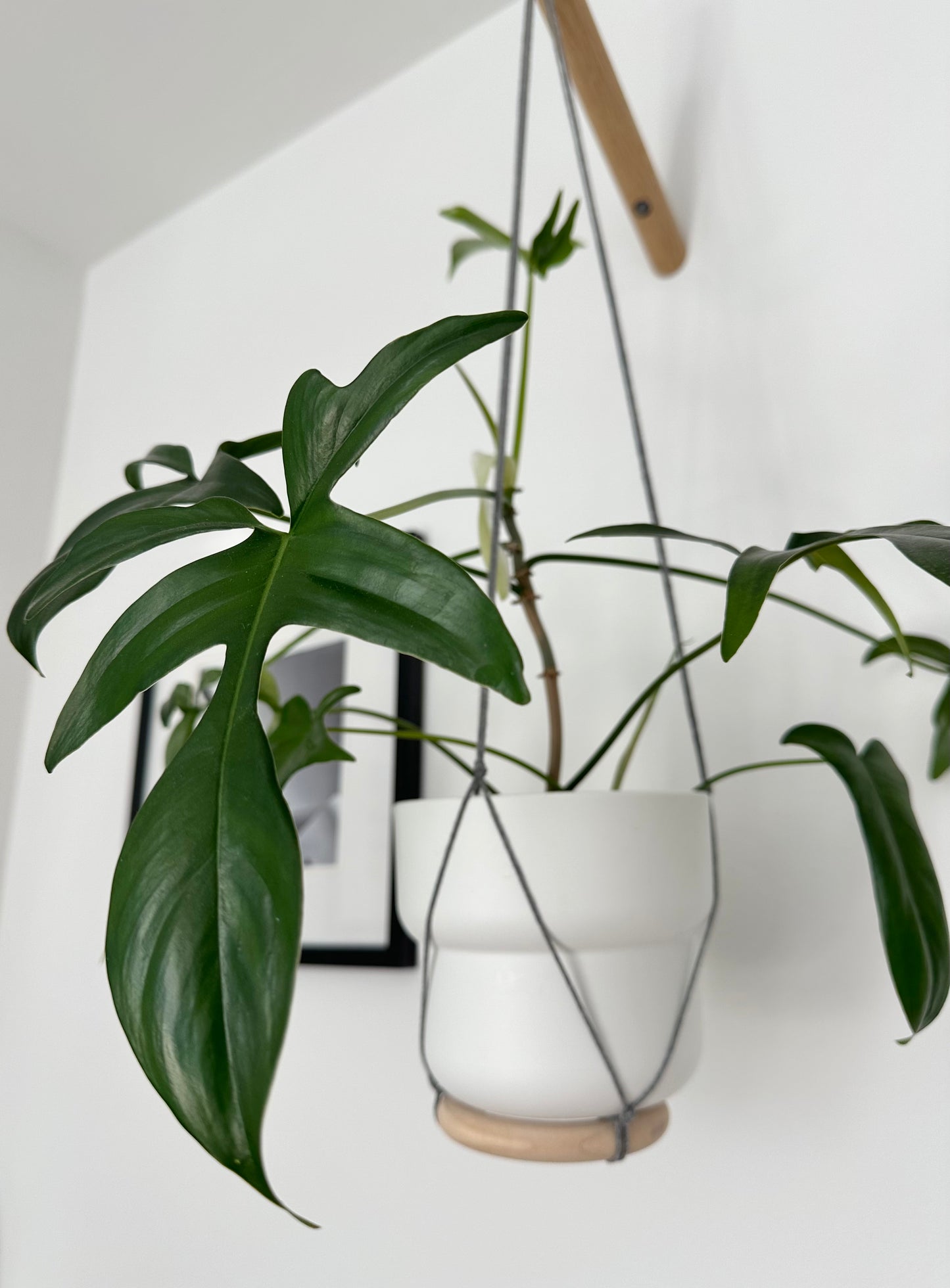 Philodendron ‘Glad Hands’