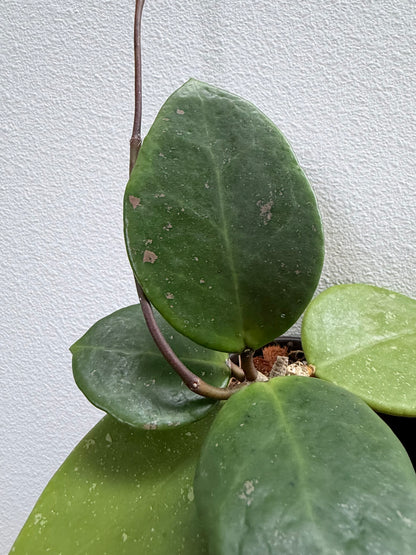4” Hoya cv. Sweet Scent