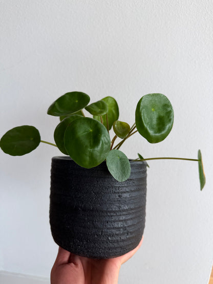Pilea Peperomioides (Chinese Money Plant)
