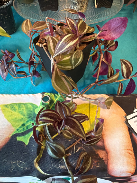 Tradescantia zebrina