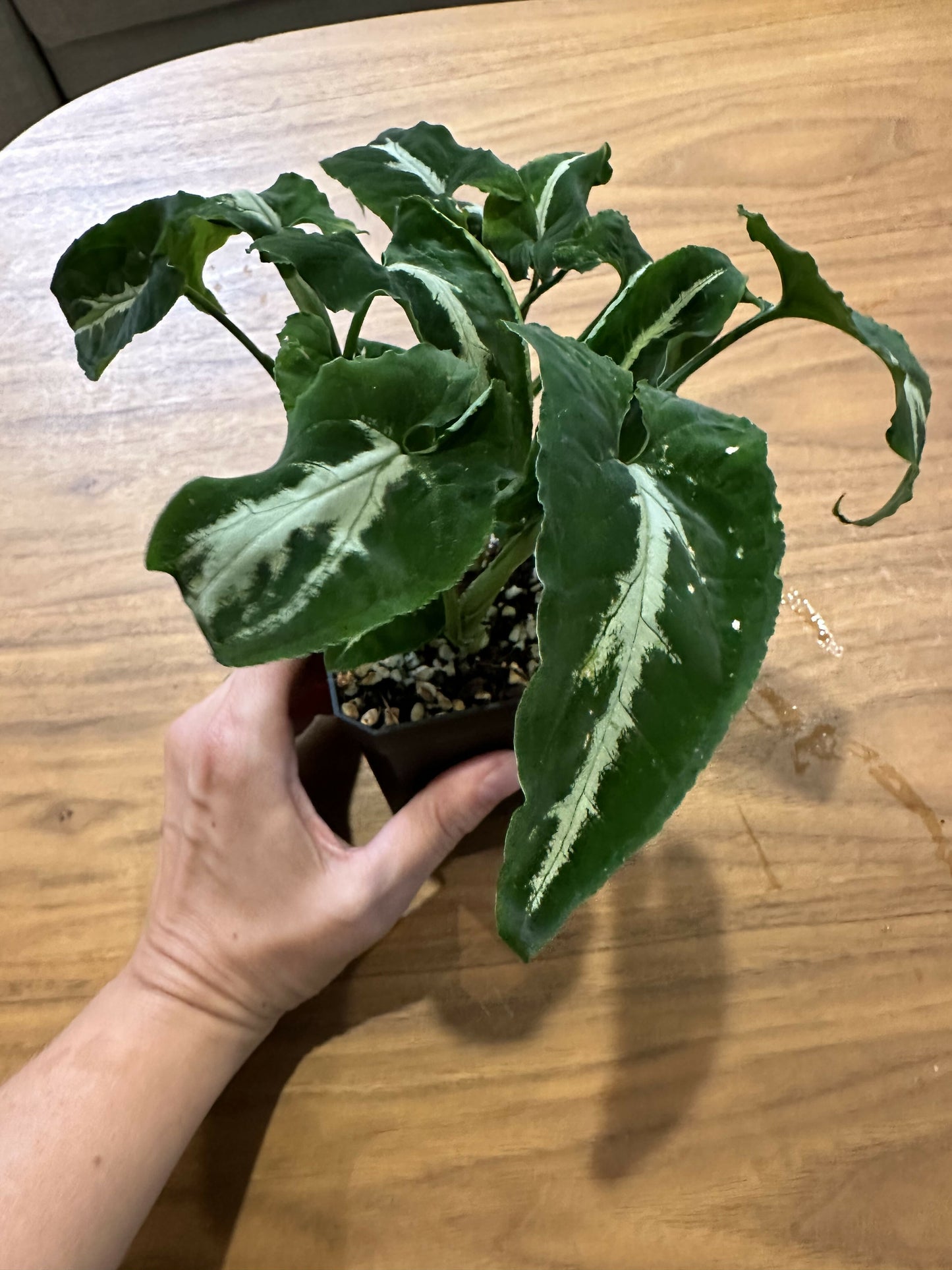 Syngonium wendlandii “black velvet”