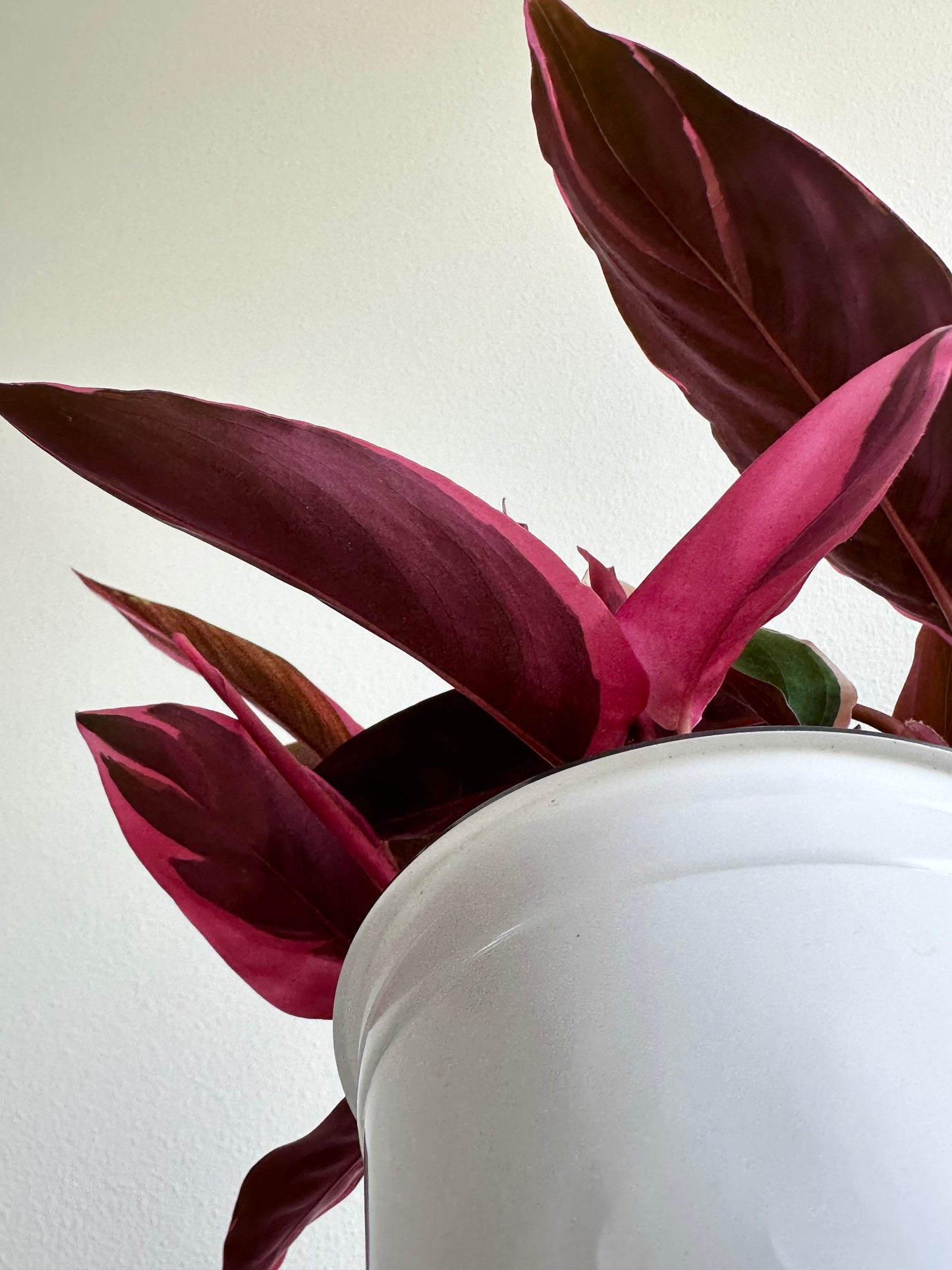Stromanthe sanguinea 'Triostar' - 5"