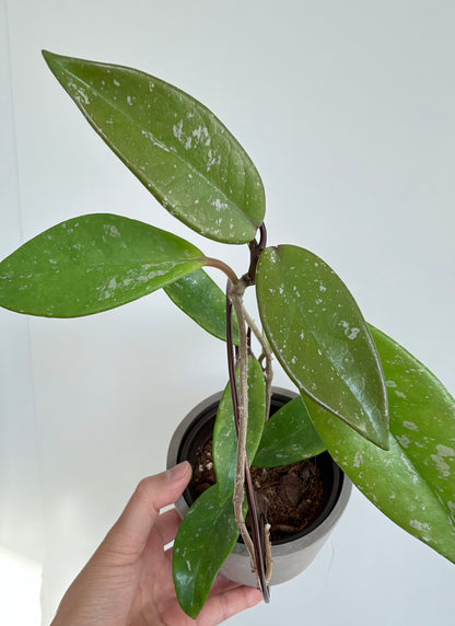 4” Hoya pubicalyx 'Splash'