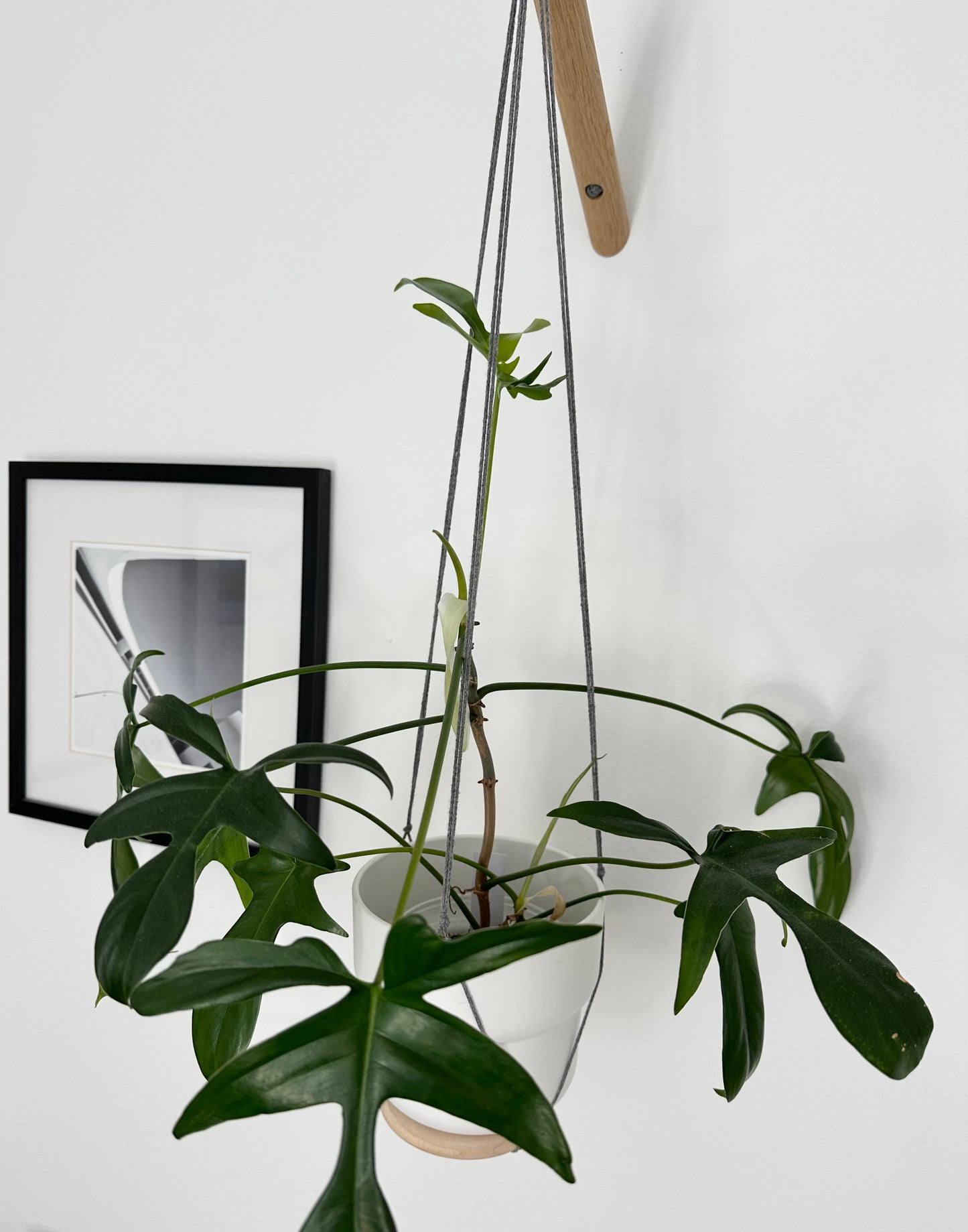 Philodendron ‘Glad Hands’