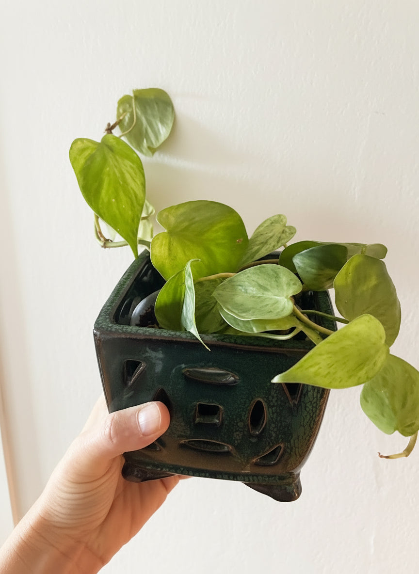 Philodendron variegated
