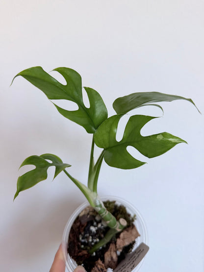 Rhaphidophora Tetrasperma Albo - 4" - Revert