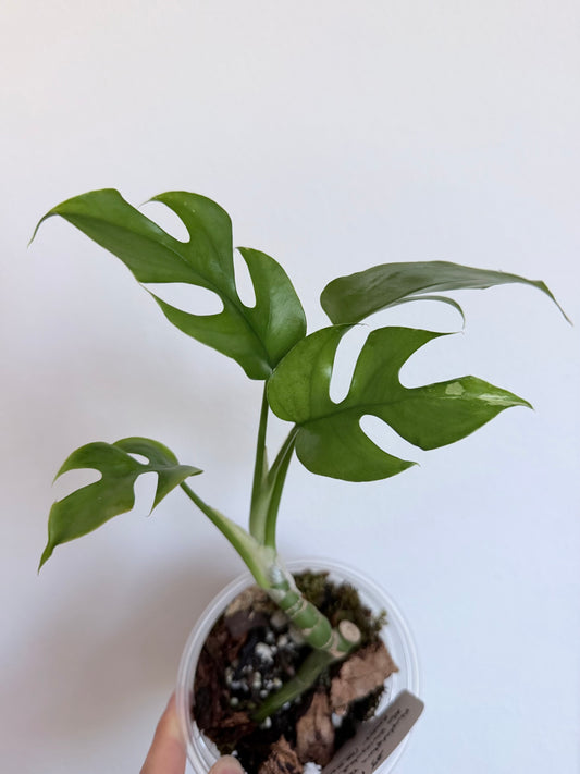 Rhaphidophora Tetrasperma Albo - 4" - Revert