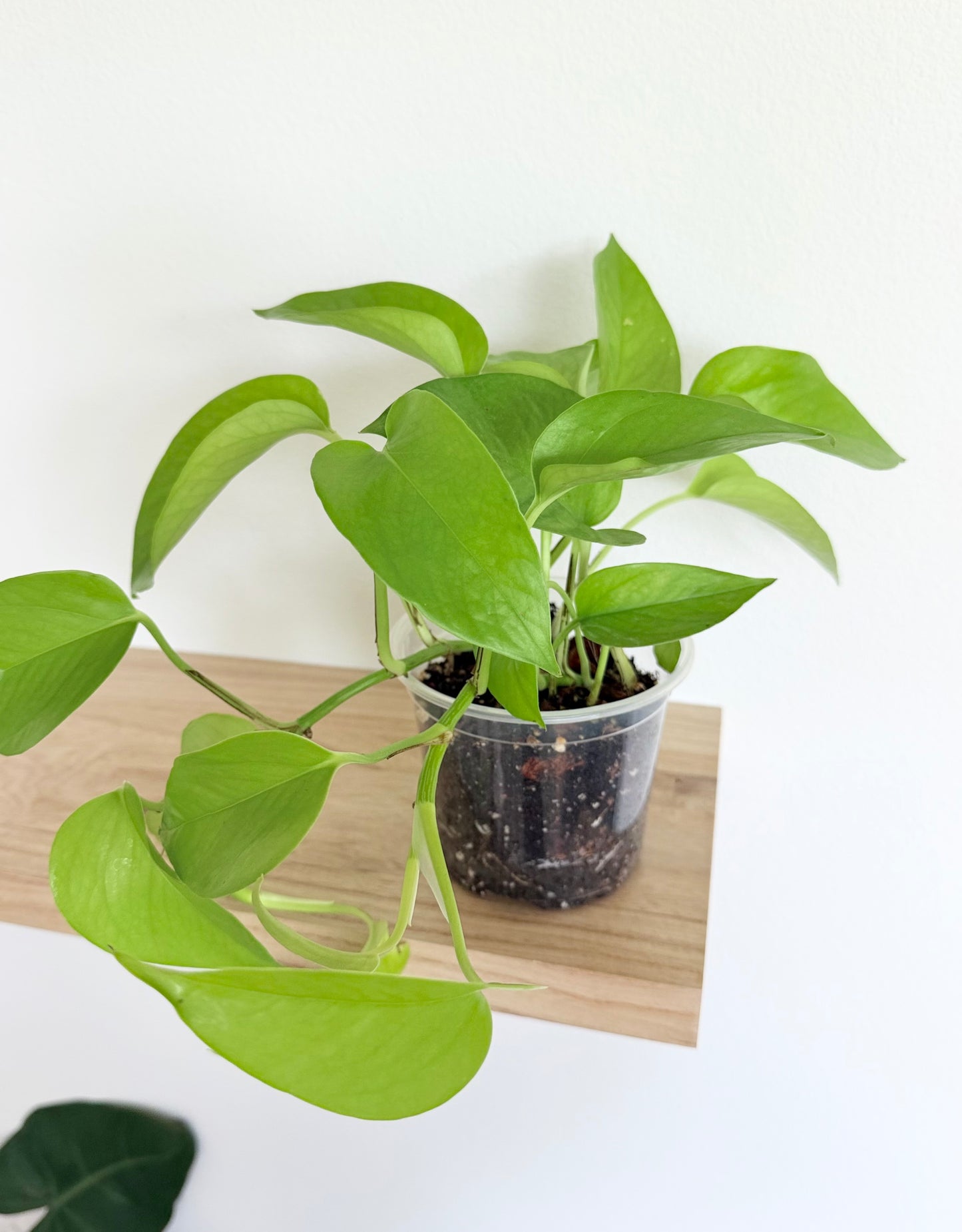 4” Neon Pothos (Epipremnum aureum)